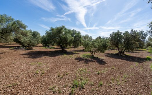 A large property (215)