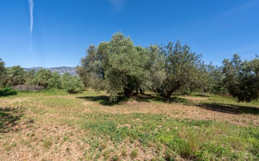 A large property (215)