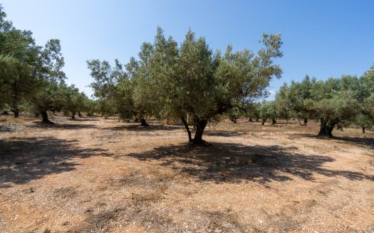 A flat olive grove with a ruin (232)