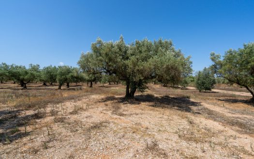 A flat olive grove with a ruin (232)