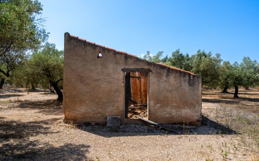 A flat olive grove with a ruin (232)