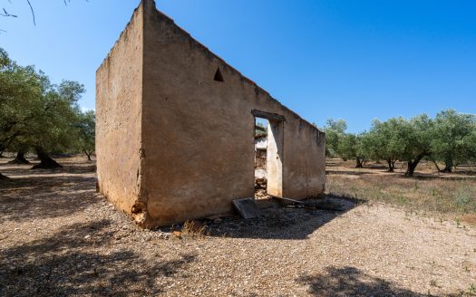 A flat olive grove with a ruin (232)