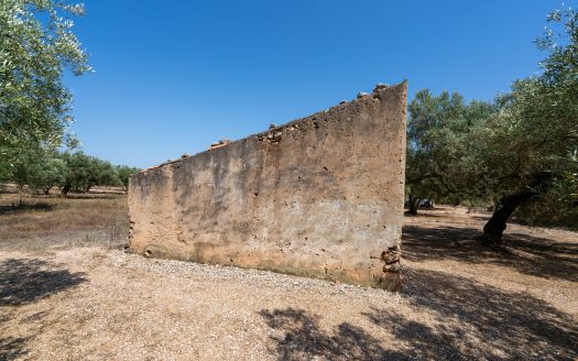 A flat olive grove with a ruin (232)