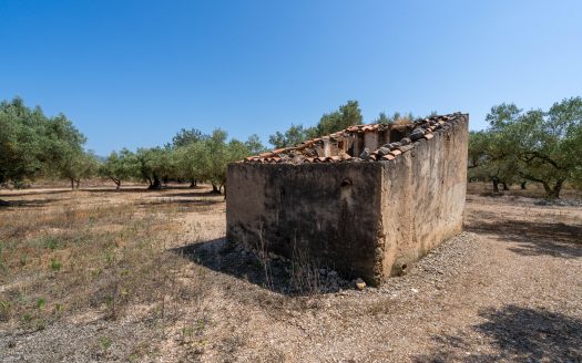 A flat olive grove with a ruin (232)