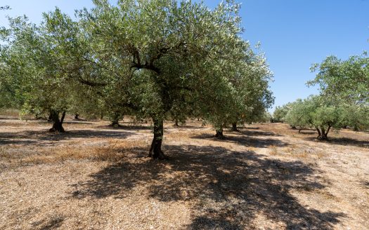 A flat olive grove with a ruin (232)