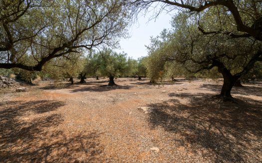 Big plot for farmers (233)