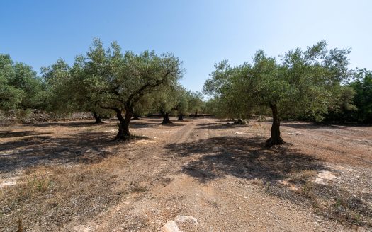 Big plot for farmers (233)