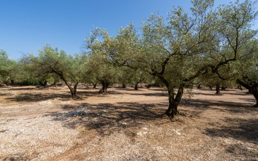 Big plot for farmers (233)