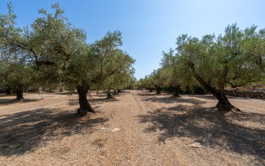 Big plot for farmers (233)