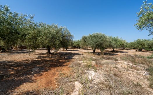 Big plot for farmers (233)