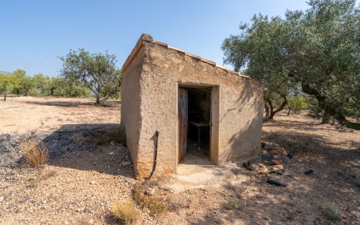 Olive trees with irrigation water (260)