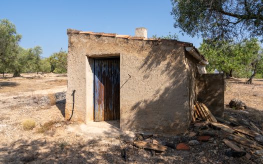 Olive trees with irrigation water (260)