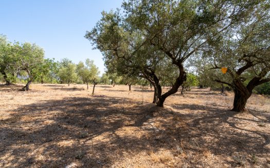 Olive trees with irrigation water (260)