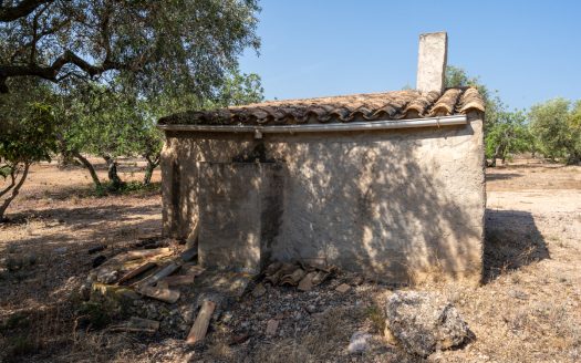 Olive trees with irrigation water (260)