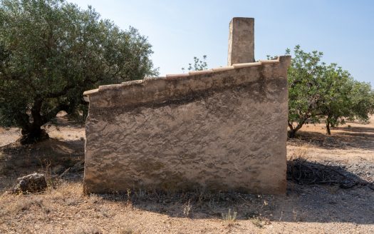 Olive trees with irrigation water (260)