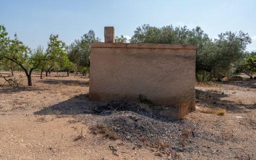 Olive trees with irrigation water (260)