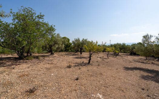 Olive trees with irrigation water (260)