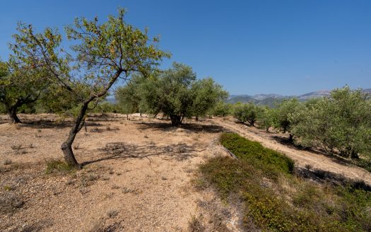 Olive trees with irrigation water (260)