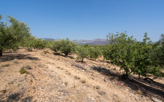 Olive trees with irrigation water (260)