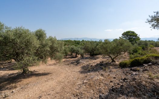 Olive trees with irrigation water (260)