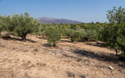 Olive trees with irrigation water (260)
