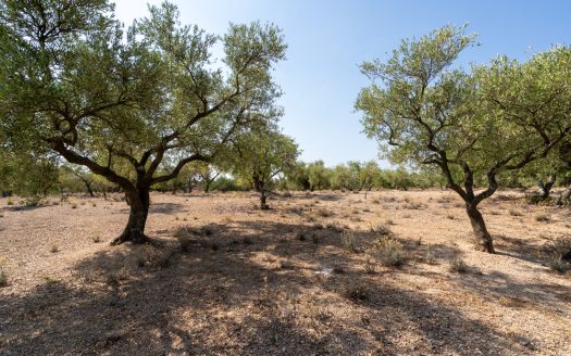 Olive trees with irrigation water (260)