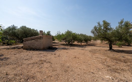 Olive trees with irrigation water (260)