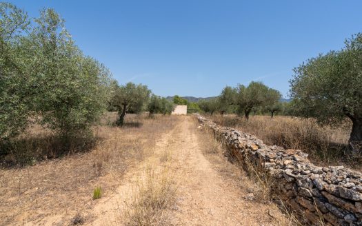 A large estate with irrigation water (257)