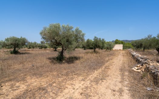 A large estate with irrigation water (257)