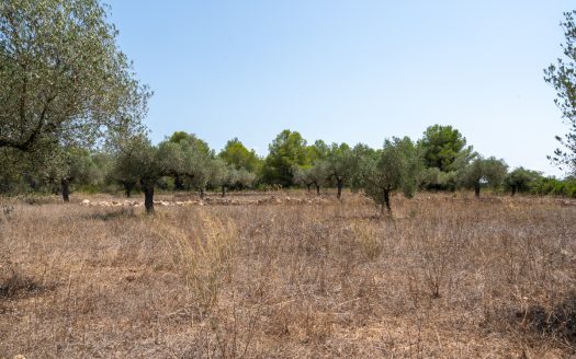 A large estate with irrigation water (257)
