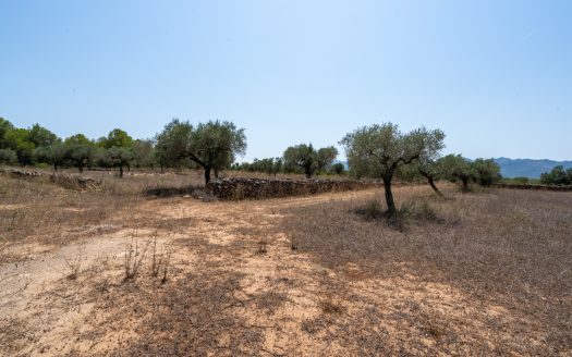 A large estate with irrigation water (257)