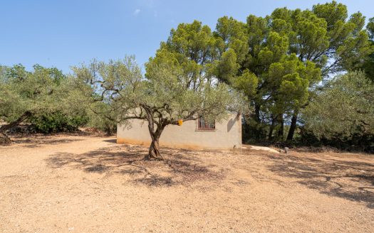 Olive grove with a storage building (265)