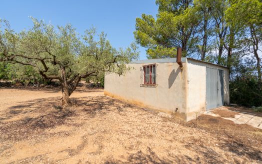 Olive grove with a storage building (265)
