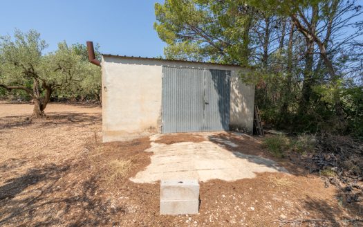 Olive grove with a storage building (265)