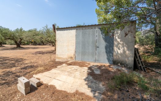 Olive grove with a storage building (265)