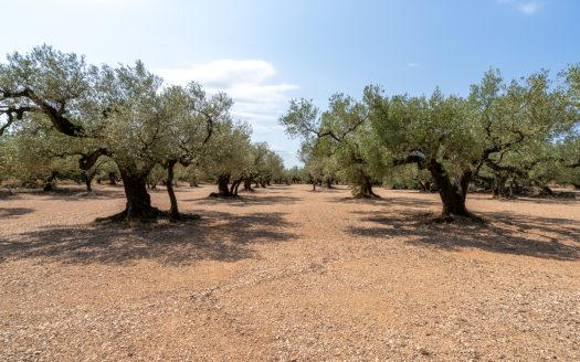 Olive grove with a storage building (265)