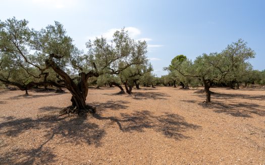 Olive grove with a storage building (265)