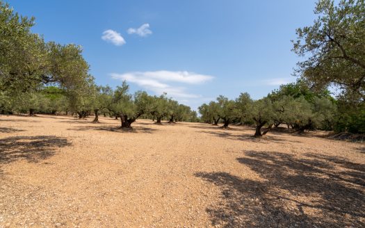Olive grove with a storage building (265)