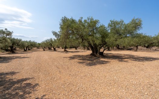 Olive grove with a storage building (265)
