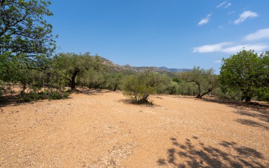 Olive grove with a storage building (265)