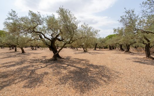 Olive grove with a storage building (265)