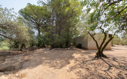 Olive grove with a storage building (265)