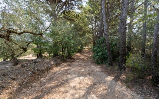 Olive grove with a storage building (265)