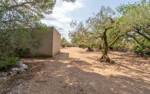 Olive grove with a storage building (265)