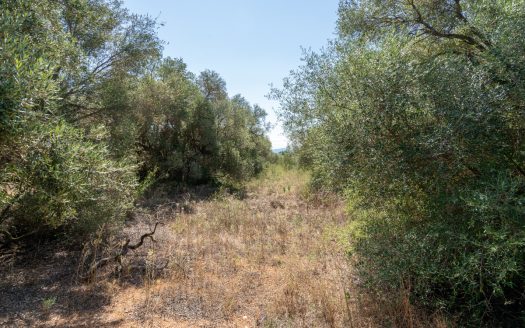 Land clearing work (253)