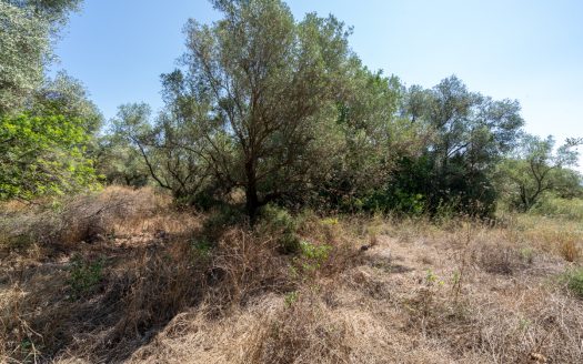 Land clearing work (253)