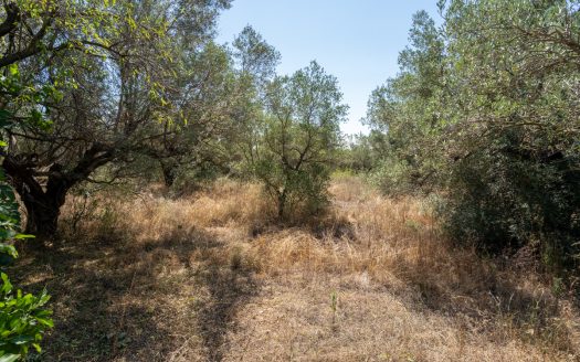 Land clearing work (253)