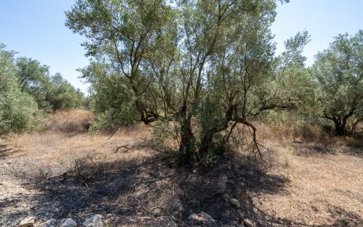 Land clearing work (253)