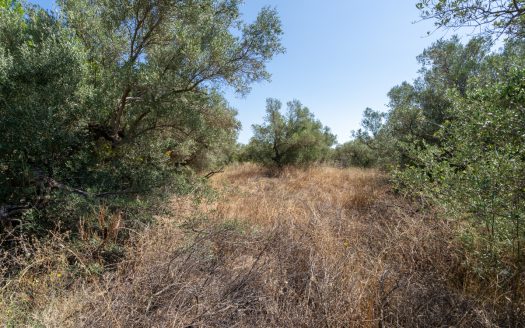 Land clearing work (253)