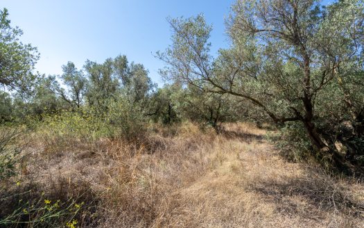 Land clearing work (253)